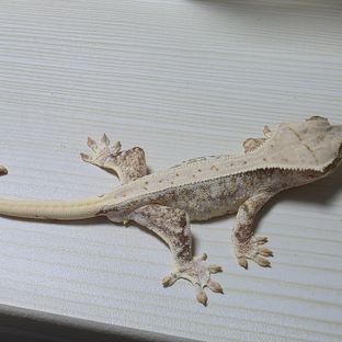 트라이 릴리화이트