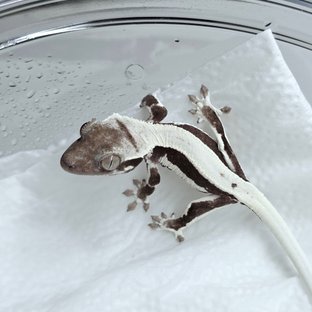 릴잔틱
