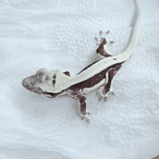 릴잔틱