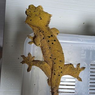 슈퍼달마시안