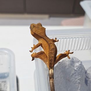 벅스킨 옐로우
