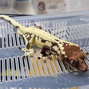 프라푸치노