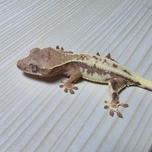 프라푸치노