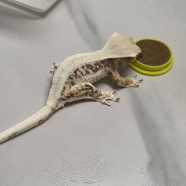 드리피 솔리드백 릴리화이트