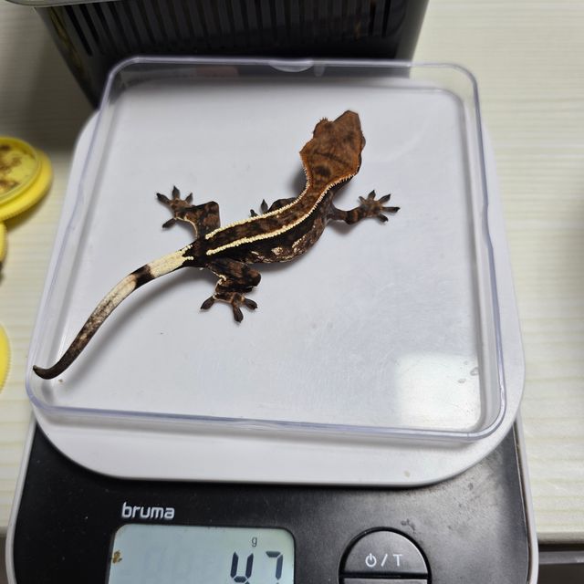 카푸치노