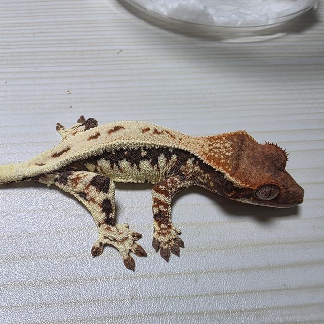 프라푸치노