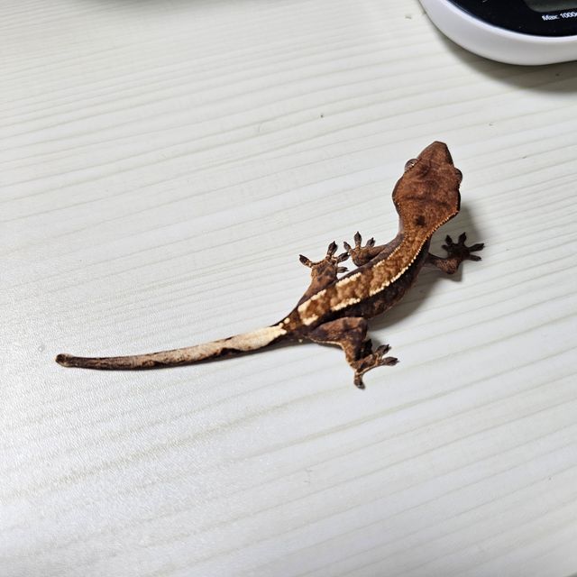 카푸치노