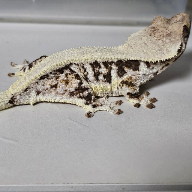 릴리100%헷아잔틱