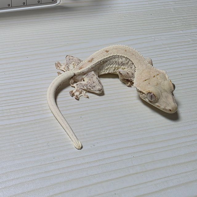 릴리화이트