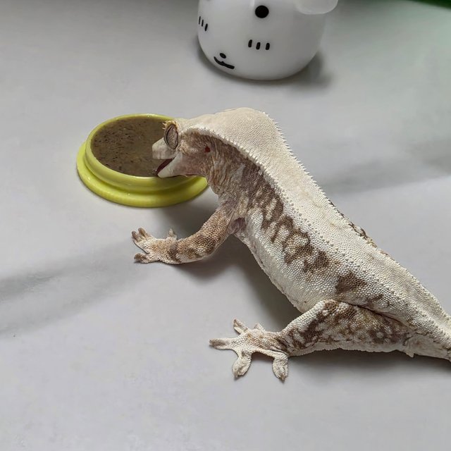 드리피 솔리드백 릴리화이트