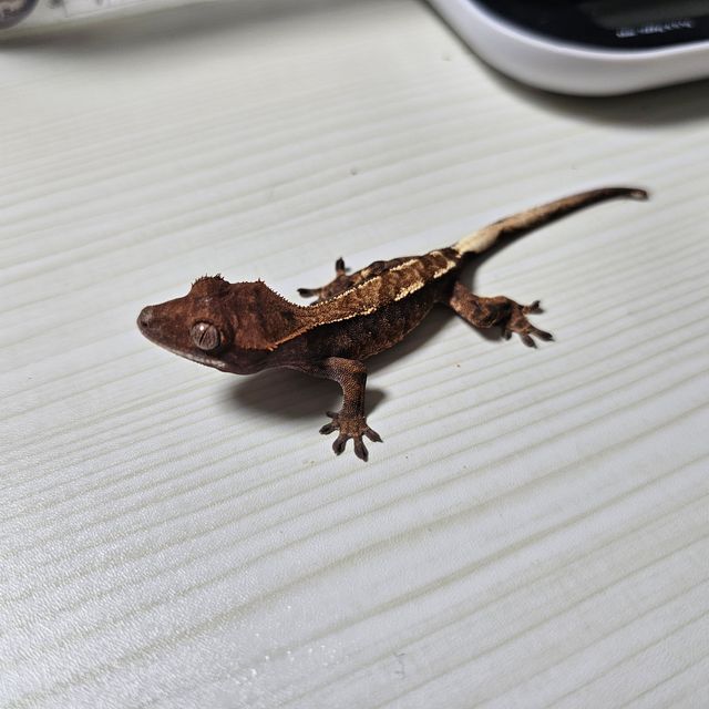 카푸치노