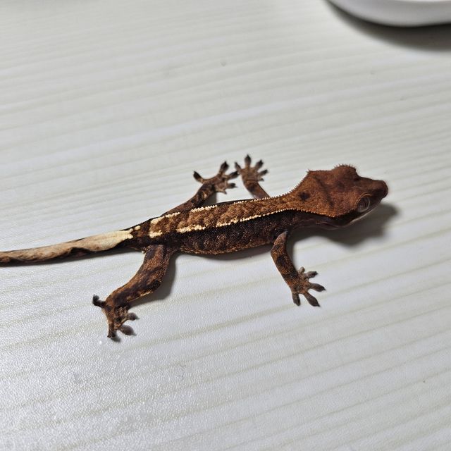 카푸치노