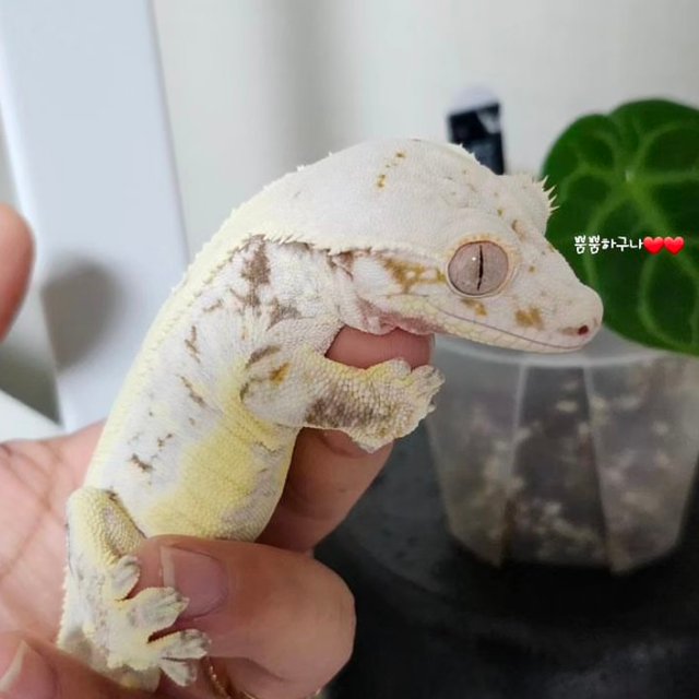 릴리화이트 드리피