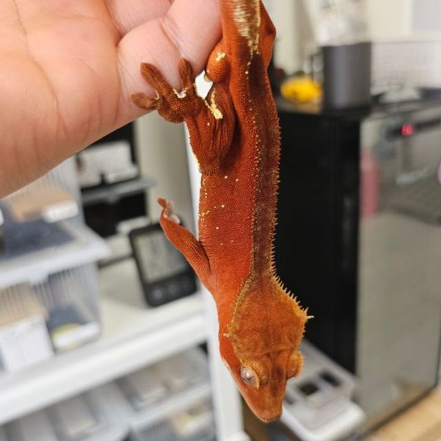 레드 바이