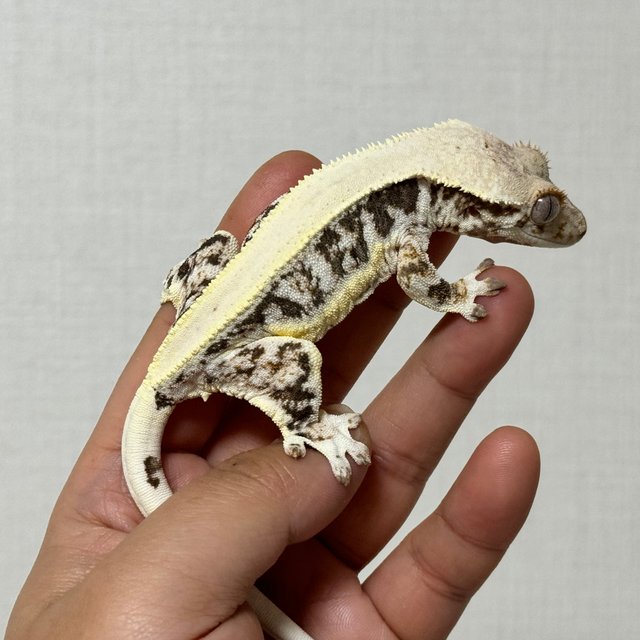 릴리100%헷아잔틱