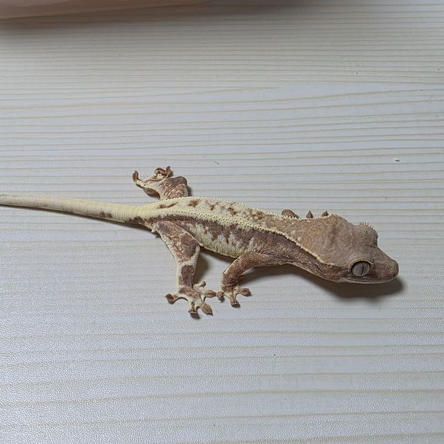 프라푸치노