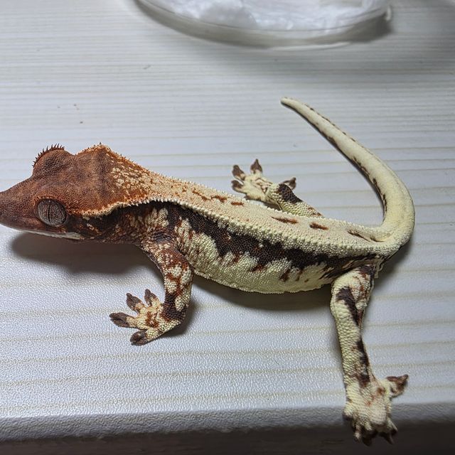 프라푸치노