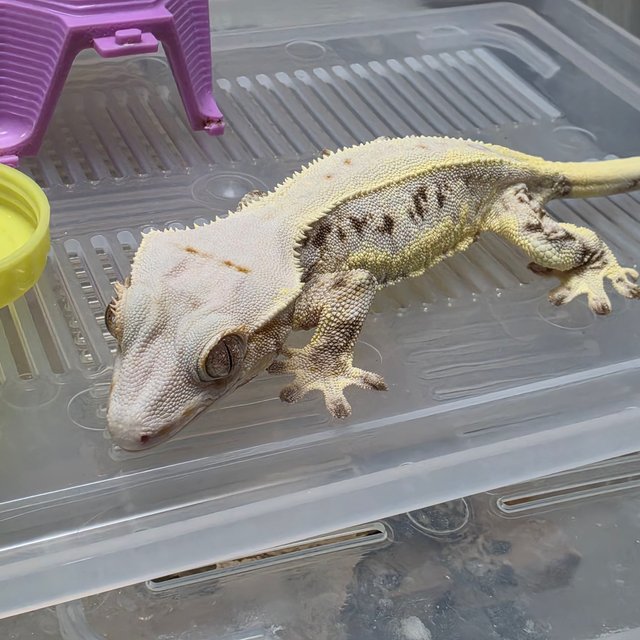 릴리화이트 드리피