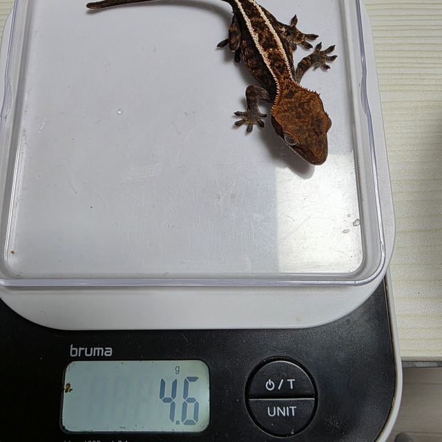 카푸치노