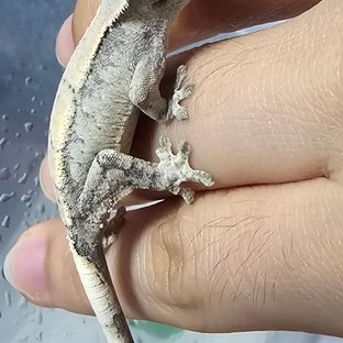 세이블