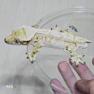 게코집 - 마르셀