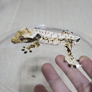 게코집 - 사일러스