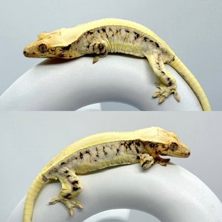 일라이자x싱클레어