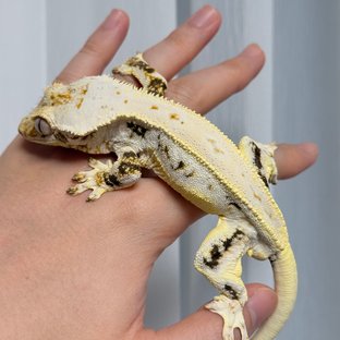 불카 - 클라우스x멜