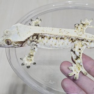 게코집 - 일라이자