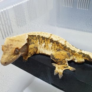 노멀 텐저린 트라이