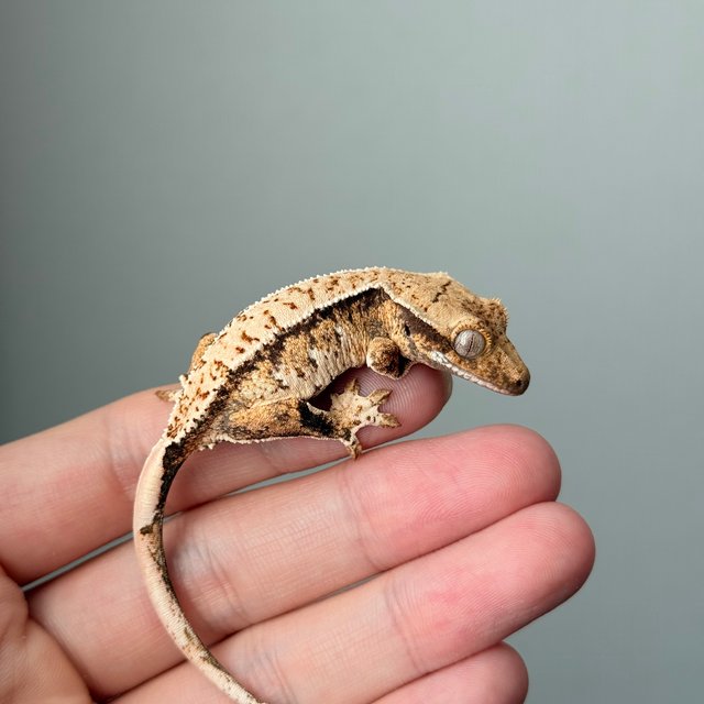 노멀 트라이 드리피 화이트스팟