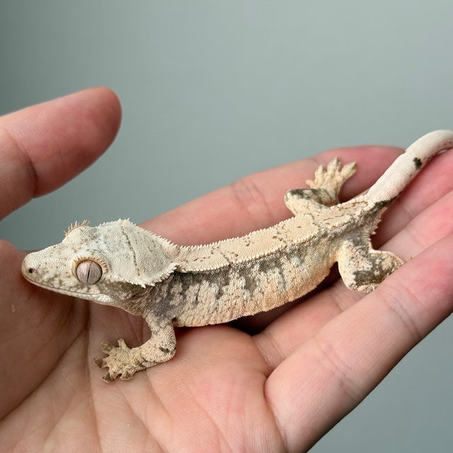 노멀 트라이 드리피 화이트스팟