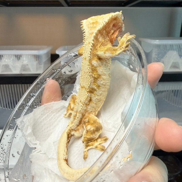 노멀 드리피 화이트스팟