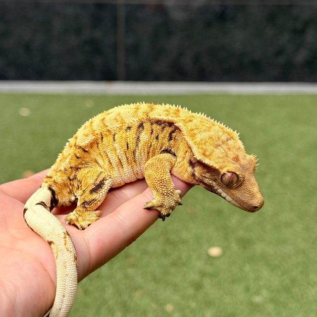 노멀 트라이 익스트림할리퀸