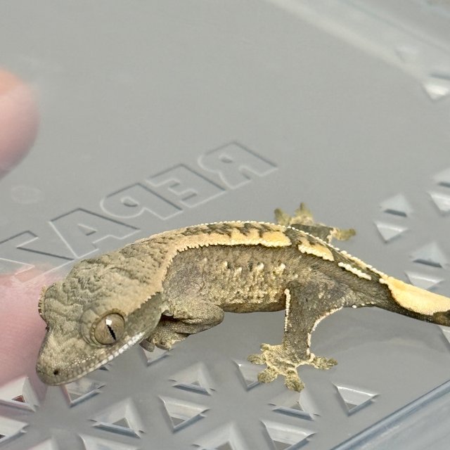 노멀 트라이 드리피 화이트스팟