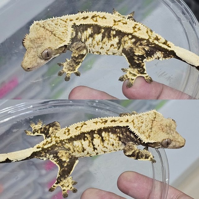 노멀 트라이 드리피 화이트스팟