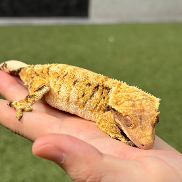 노멀 트라이 익스트림할리퀸