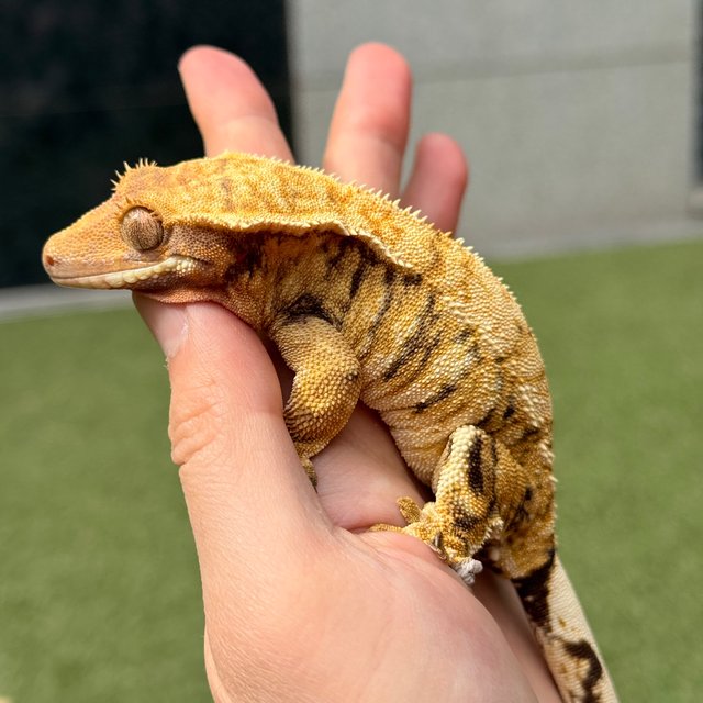 노멀 트라이 익스트림할리퀸