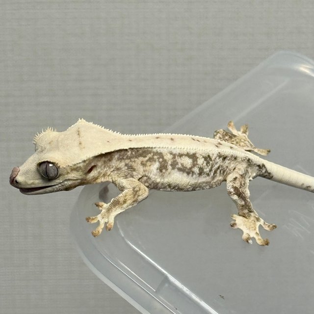 트라이 릴리화이트