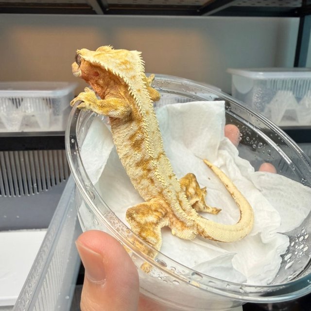 노멀 드리피 화이트스팟