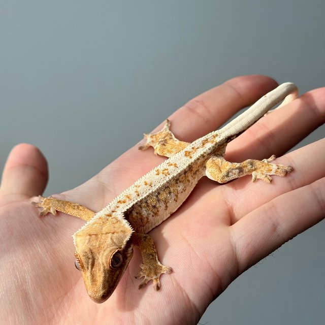 노멀 트라이 드리피 화이트스팟