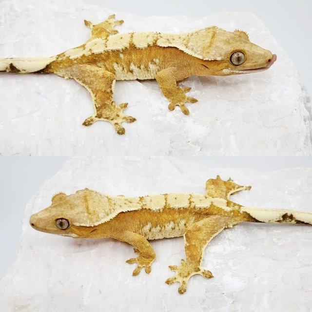 노멀 트라이 옐로우 드리피 화이트스팟