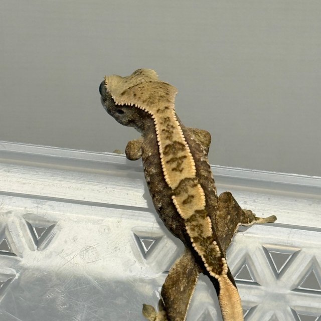 노멀 트라이 드리피 화이트스팟