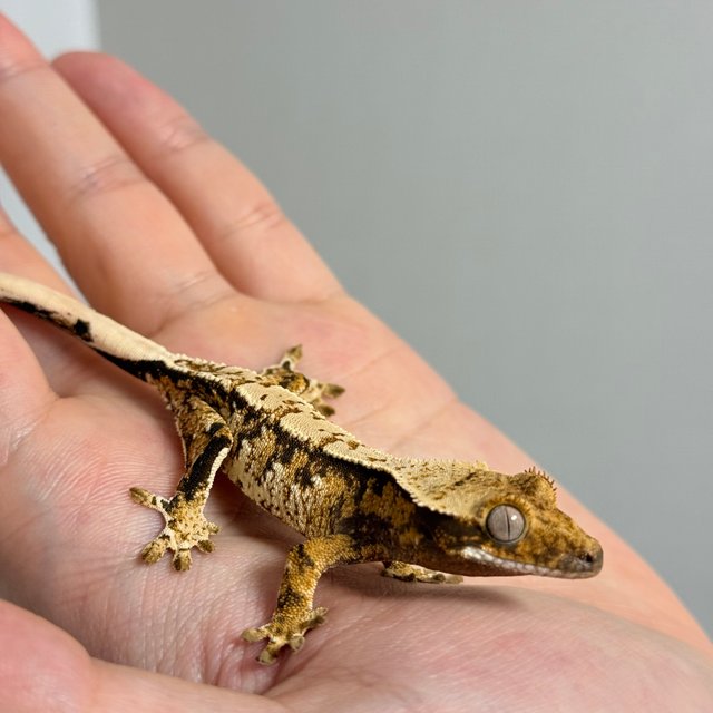 노멀 트라이 드리피 화이트스팟