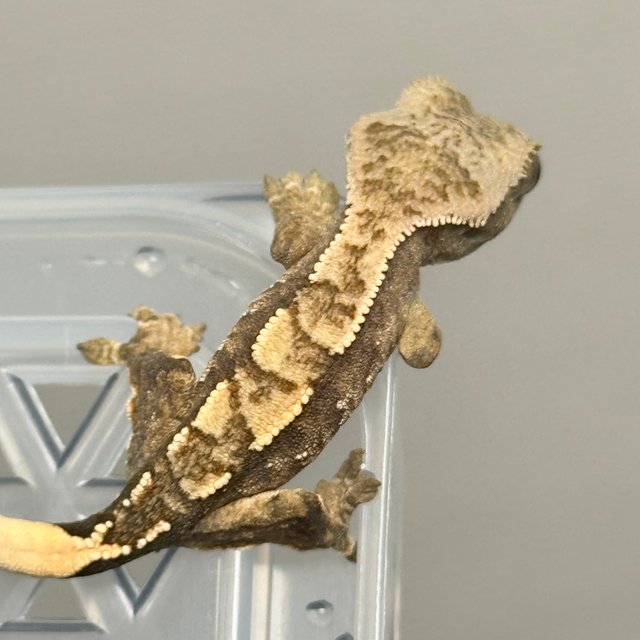 노멀 트라이 드리피 화이트스팟