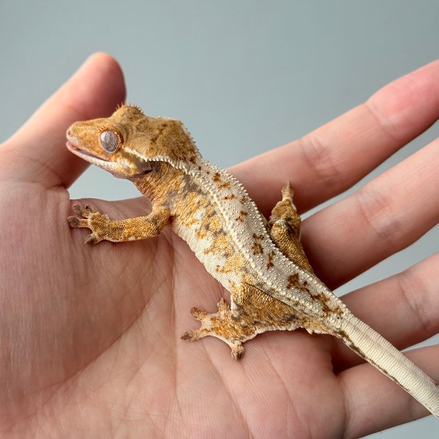 노멀 트라이 드리피 화이트스팟