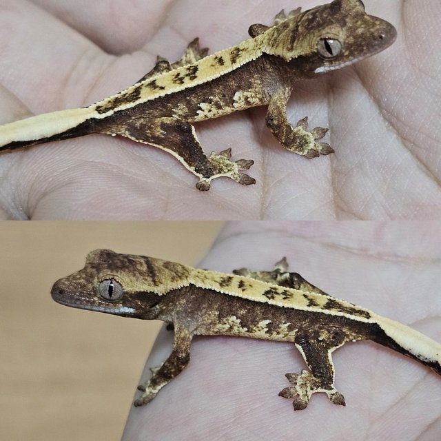 노멀 트라이 드리피 화이트스팟