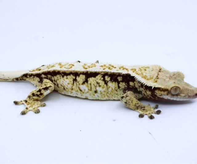 노멀 트라이 드리피 화이트스팟