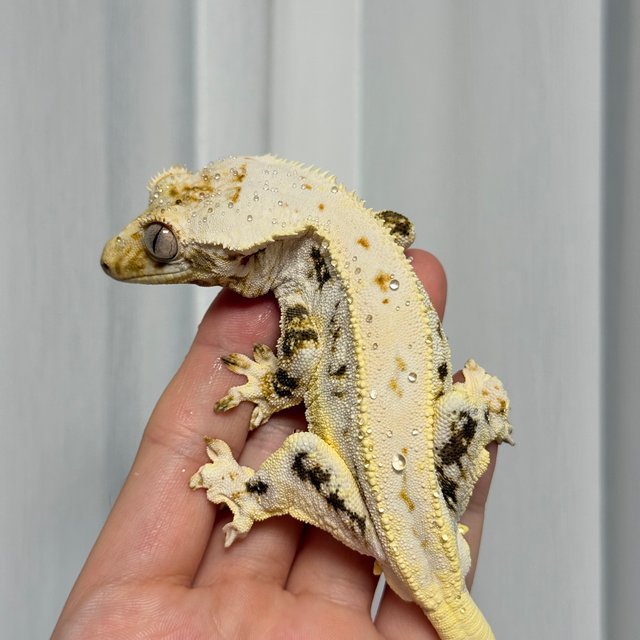 트라이 릴리화이트