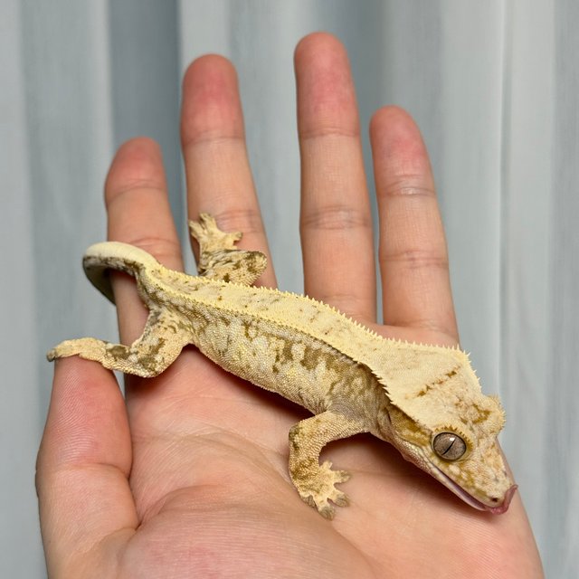 노멀 트라이 드리피 화이트스팟